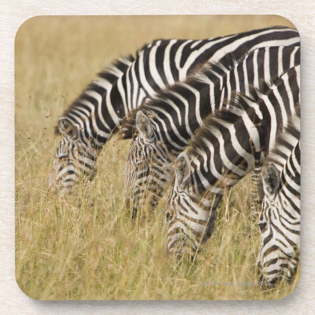 Afrika, Kenia, Maasai Mara Untersetzer (Vorderseite)