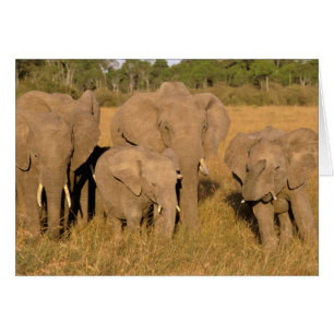 Afrika, Kenia, Masai Mara. Afrikanischer Elefant
