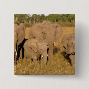 Afrika, Kenia, Masai Mara. Afrikanischer Elefant Button