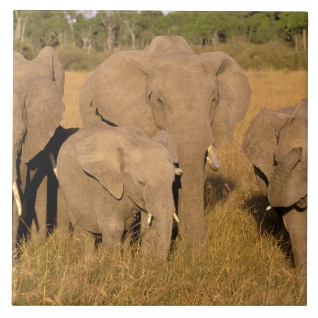 Afrika, Kenia, Masai Mara. Afrikanischer Elefant Fliese (Vorderseite)