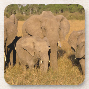 Afrika, Kenia, Masai Mara. Afrikanischer Elefant Getränkeuntersetzer