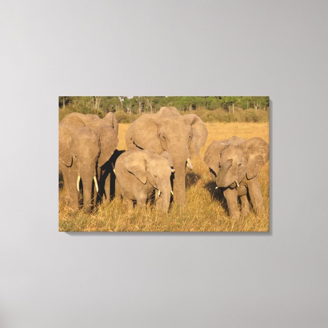 Afrika, Kenia, Masai Mara. Afrikanischer Elefant Leinwanddruck (Vorderseite)