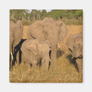 Afrika, Kenia, Masai Mara. Afrikanischer Elefant Magnet