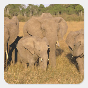 Afrika, Kenia, Masai Mara. Afrikanischer Elefant Quadratischer Aufkleber