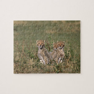 Afrika; Kenia; Masai Mara; Drei Gepardenjunge