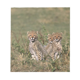 Afrika; Kenia; Masai Mara; Drei Gepardenjunge Notizblock