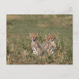 Afrika; Kenia; Masai Mara; Drei Gepardenjunge Postkarte