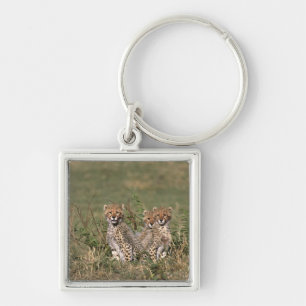 Afrika; Kenia; Masai Mara; Drei Gepardenjunge Schlüsselanhänger