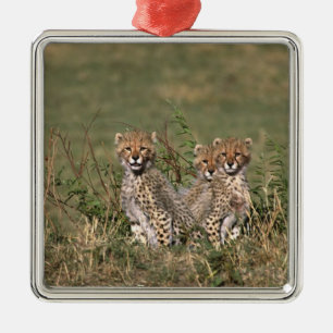 Afrika; Kenia; Masai Mara; Drei Gepardenjunge Silbernes Ornament
