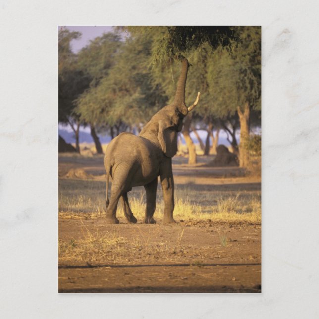 Afrika, Kenia, Masai Mara. Elefant (Loxodonta Postkarte (Vorderseite)
