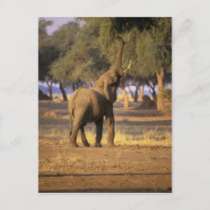 Afrika, Kenia, Masai Mara. Elefant (Loxodonta Postkarte