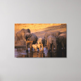 Afrika, Kenia, Masai Mara. Elefanten (Loxodonta Leinwanddruck