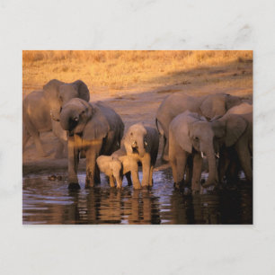 Afrika, Kenia, Masai Mara. Elefanten (Loxodonta Postkarte
