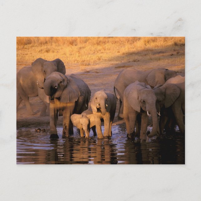 Afrika, Kenia, Masai Mara. Elefanten (Loxodonta Postkarte (Vorderseite)