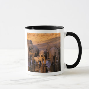 Afrika, Kenia, Masai Mara. Elefanten (Loxodonta Tasse