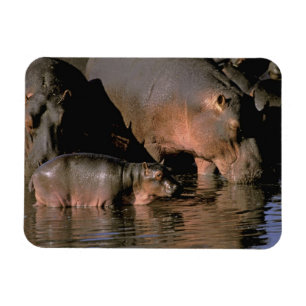 Afrika, Kenia, Masai Mara. Flusspferde Magnet