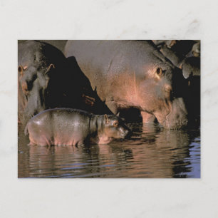 Afrika, Kenia, Masai Mara. Flusspferde Postkarte