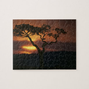 Afrika, Kenia, Masai Mara Game Reserve,