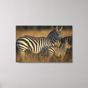 Afrika, Kenia, Masai Mara Game Reserve. Ebenen Leinwanddruck