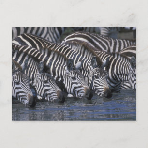 Afrika, Kenia, Masai Mara Game Reserve, Ebenen Postkarte