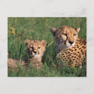 Afrika, Kenia, Masai Mara Game Reserve. Gepard Postkarte