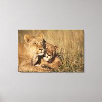 Afrika, Kenia, Masai Mara Game Reserve, Jung