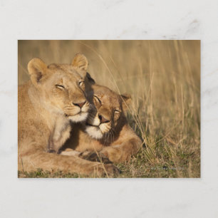 Afrika, Kenia, Masai Mara Game Reserve, Jung Postkarte
