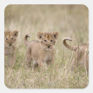 "Afrika, Kenia, Masai Mara Game Reserve" Quadratischer Aufkleber