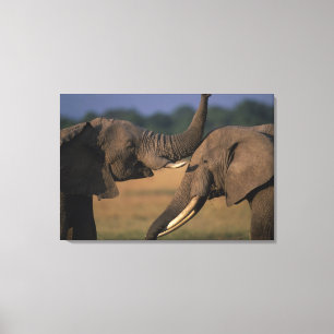Afrika, Kenia, Masai Mara Game Reserve, Zwei Bulle Leinwanddruck