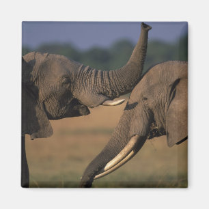 Afrika, Kenia, Masai Mara Game Reserve, zwei Bulle Magnet