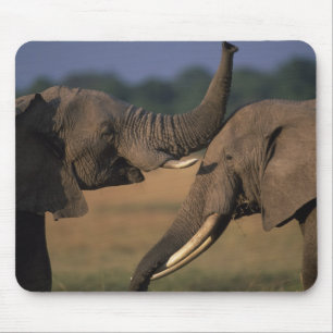 Afrika, Kenia, Masai Mara Game Reserve, Zwei Bulle Mousepad
