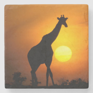 Afrika, Kenia, Masai Mara. Giraffe (Giraffa Steinuntersetzer