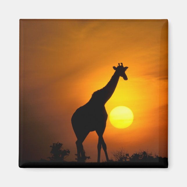 Afrika, Kenia, Masai Mara. Giraffe (Giraffe) Magnet (Vorne)