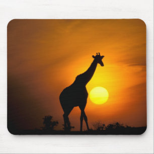 Afrika, Kenia, Masai Mara. Giraffe (Giraffe) Mousepad