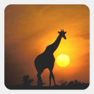 Afrika, Kenia, Masai Mara. Giraffe (Giraffe Quadratischer Aufkleber