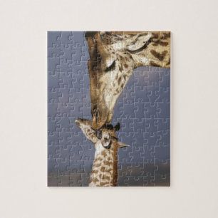 Afrika, Kenia, Masai Mara. Giraffen (Giraffa camel