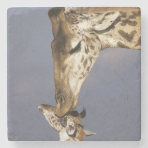 Afrika, Kenia, Masai Mara. Giraffen (Giraffa camel Steinuntersetzer