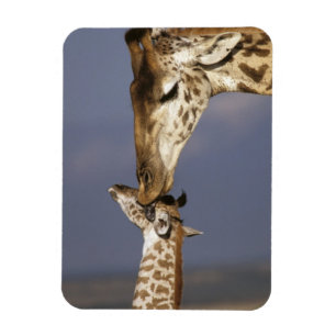 Afrika, Kenia, Masai Mara. Giraffen (Giraffe Magnet