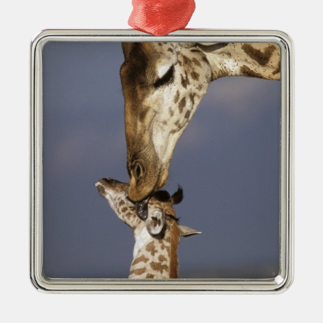 Afrika, Kenia, Masai Mara. Giraffen (Giraffen) Silbernes Ornament (Vorne)
