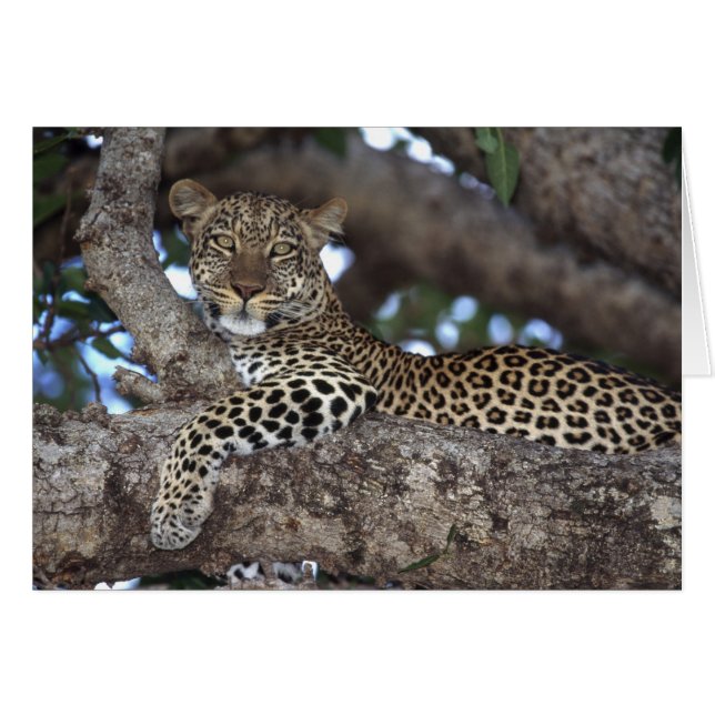 Afrika. Kenia. Masai Mara. Leopard (Panthera (Vorderseite (Horizontal))