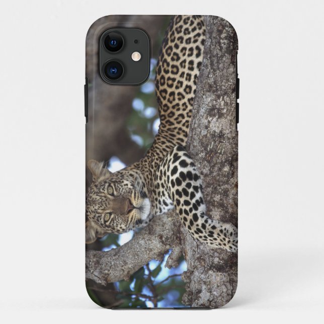 Afrika. Kenia. Masai Mara. Leopard (Panthera Case-Mate iPhone Hülle (Rückseite)