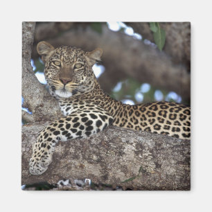 Afrika. Kenia. Masai Mara. Leopard (Panthera Magnet