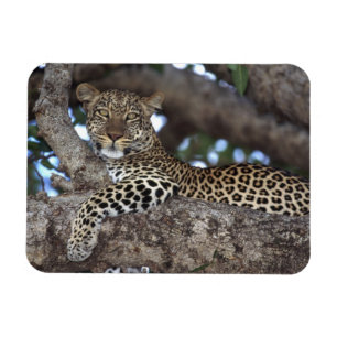 Afrika. Kenia. Masai Mara. Leopard (Panthera Magnet