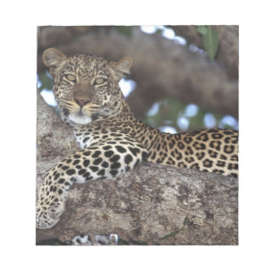 Afrika. Kenia. Masai Mara. Leopard (Panthera Notizblock