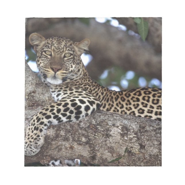 Afrika. Kenia. Masai Mara. Leopard (Panthera Notizblock (Vorderseite)