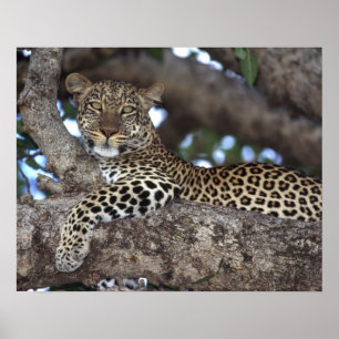 Afrika. Kenia. Masai Mara. Leopard (Panthera Poster