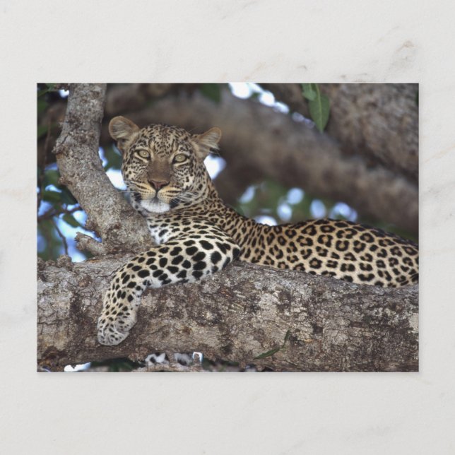 Afrika. Kenia. Masai Mara. Leopard (Panthera Postkarte (Vorderseite)