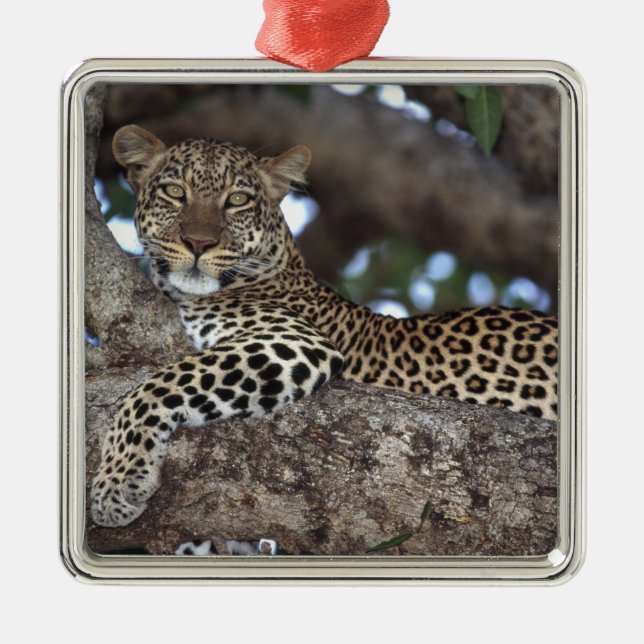 Afrika. Kenia. Masai Mara. Leopard (Panthera Silbernes Ornament (Vorne)