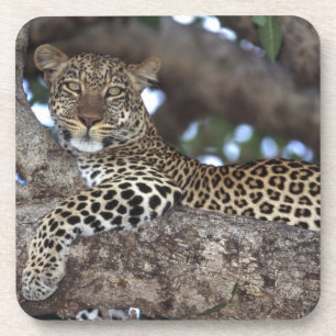 Afrika. Kenia. Masai Mara. Leopard (Panthera Untersetzer