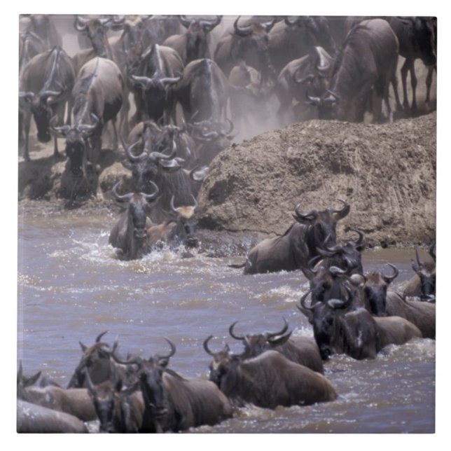 Afrika, Kenia, Masai Mara Nationalpark. Fliese (Vorderseite)